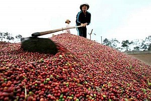 Xuất khẩu cà phê của Việt Nam 2015-2016 dự báo đạt kỷ lục
